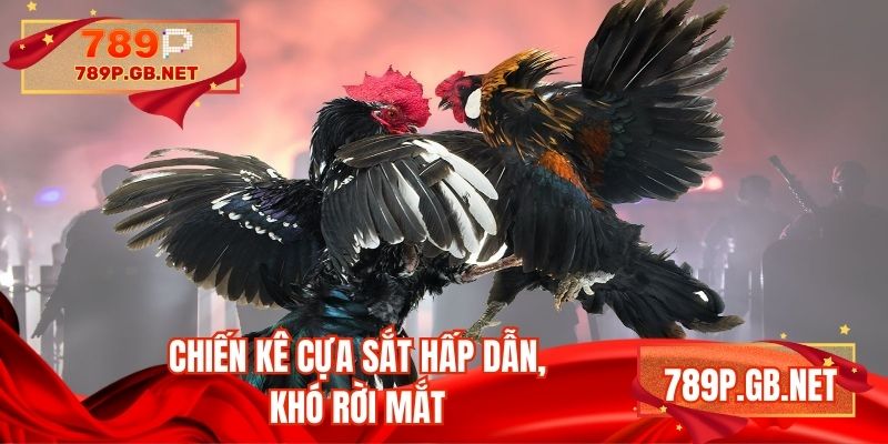 Chiến kê cựa sắt hấp dẫn, khó rời mắt